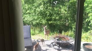 NEWBORN baby deer in the back yard