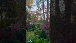 A moment of peace. My garden in April. #spring #garden #springgarden