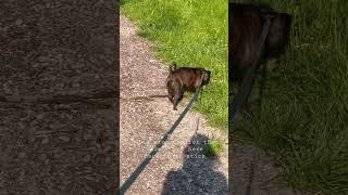 Man I love a good stick #trending #viral #dogs #frug