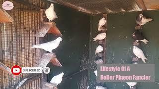 George Small Roller Pigeon Bloodlines