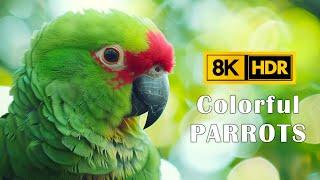 Beautiful Parrots in 8K HDR 60FPS | Stunning Colorful Birds | Birds Sound