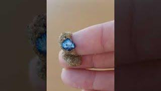 Beautiful Sea Slug Found in Sand || ViralHog