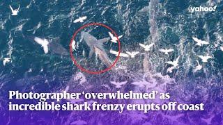 Photographer ‘overwhelmed’ as incredible shark frenzy erupts off Aussie coast  | Yahoo Australia