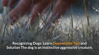 Recognizing Dogs: Learn Dependable Tips and Solution