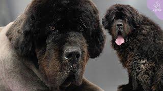 Compassionate Grooming: How a Haircut Can Bring Comfort to a Senior Newfoundland Dog