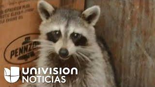 Quemaron vivo a un mapache y lo grabaron, ahora enfrentan cargos por crueldad animal