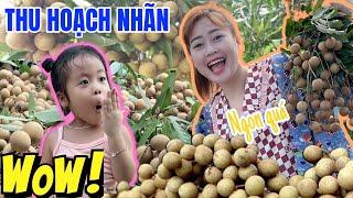 Mẹ Hà Hà Hí Cùng Em Mint Vy Thu Hoạch Nhãn Giúp Bà Ngoại I Hà Hà Hí Vlog