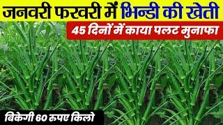 फरवरी मार्च में भिंडी की खेती | Bhindi ki kheti kab aur kaise karenOkra farming 2025Ageti bhindi