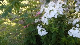 Hummingbird hawk-moth