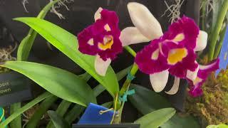 NJOS Orchid Society Show 2023