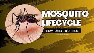 Mosquito Life Cycle & How to Get Rid of Them for Good