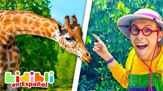 Descubre los Animales Salvajes y de la Sabana | Videos Educativos para Niños | Kidibli