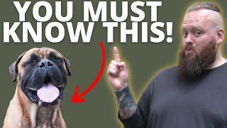 3 THINGS TO KNOW BEFORE GETTING A BULLMASTIFF