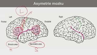 24. dubna 2024 - Funkční neuroanatomie - senzitivní a motorický systém, nervosvalový přenos