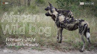 Rare Sighting: African Wild Dog Encounter