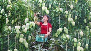 Harvesting Mango Go To Market Sell, Harvest Banana And Ripen Banana | Phương - Free Bushcraft