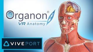 3D Organon VR Anatomy | Medis Media