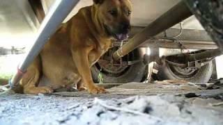 Rescuing a stray pregnant dog + Rehabilitation by Marilyn. (video by Eldad Hagar)