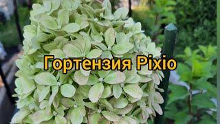 Гортензия Пиксио (Pixio)и не только