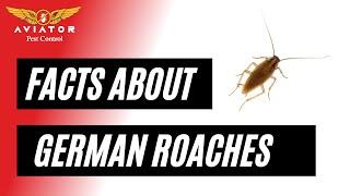 3 facts about German Roaches