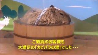 カピバラ （マザー牧場篇）やる事なす事全部裏目？