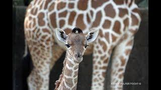Baby Giraffe Talking- Rare Giraffe Vocalizations