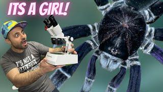 HOW TO SEX A TARANTULA !!!! (molt sexing) - A Guide