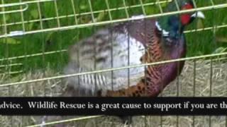 Wildlife Rescue - a short story