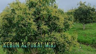 Travelling di perkebunan Alpukat Miki