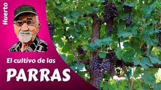 𝗨𝗩𝗔: COMO CULTIVAR LAS PARRAS DE UVAS. Cultivo completo