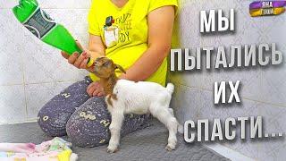 КОЗЛЯТ БЫЛО НЕ СПАСТИ!Мы ВИНОВАТЫ! Не хватило ОПЫТА. Сложная ситуация! Стоить ли винить себя?