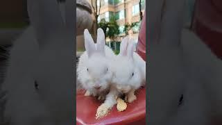 Cute rabbit eat biscuits