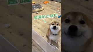 柴犬拆家竟開飛機耳：我很棒吧！ #柴犬 #拆家 #飛機耳