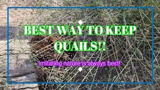 Best Way to Keep Quails - Keeping Quails Naturally - Update September 2023 #quails