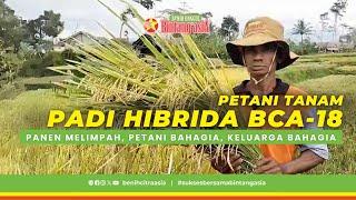 PADI HIBRIDA BCA-18 | BINTANG ASIA PANEN MELIMPAH