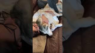 Sick Husky Gets The Best Surprise From Mom's Boyfriend | The Dodo