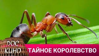  ТАЙНОЕ КОРОЛЕВСТВО ДОКУМЕНТАЛЬНОЕ КИНО  2023