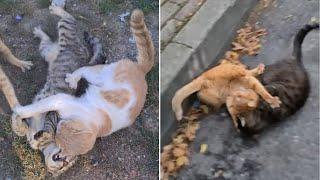 Compilation of the most Violent and Brutal Cat Fights.