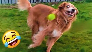 Ultimate DOGS Compilation! Best Ever Cutest PUPPIES Videos 