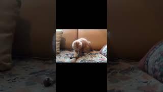 Little Kitten Playing With His Toy Mouse