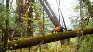 Yellow-throated marten on Khabarovsk Krai.