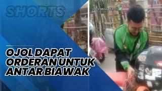 Viral Video Ojol Bawa Biawak 1 Jam Perjalanan, Akui Kaget Terima Orderan Tak Biasa