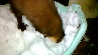 Прикол. Куница ищет еду в снегу!!! Funny. Marten looking for food in the snow !!!