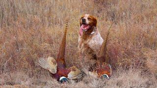 Pheasant hunting. Epagneul Breton ERNESTO HUNTING CELEBRATION