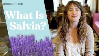 Salvia: What Is It? 🟣 | DoubleBlind