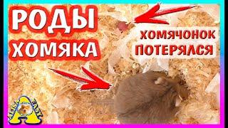 ХОМЯЧОНОК ПОТЕРЯЛСЯ / СПАСЕНИЕ Хомячонка / РОДЫ Хомки Кембелла Стеши / Alisa Easy Pets