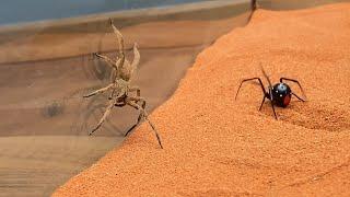 Brazilian Wandering Spider vs Black Widow