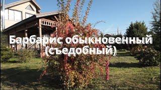 Барбарис обыкновенный(съедобный).Плюсы и минусы.