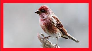 Purple Finch Song! Purple Finch Call! Purple Finch! -Camachuelo Purpúreo Canto- Haemorhous Purpureus