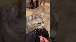 Cat Cafe in Tokyo #japan ️ #cat #cafe #tokyo